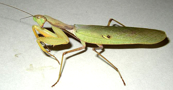 sphodromantis-sp